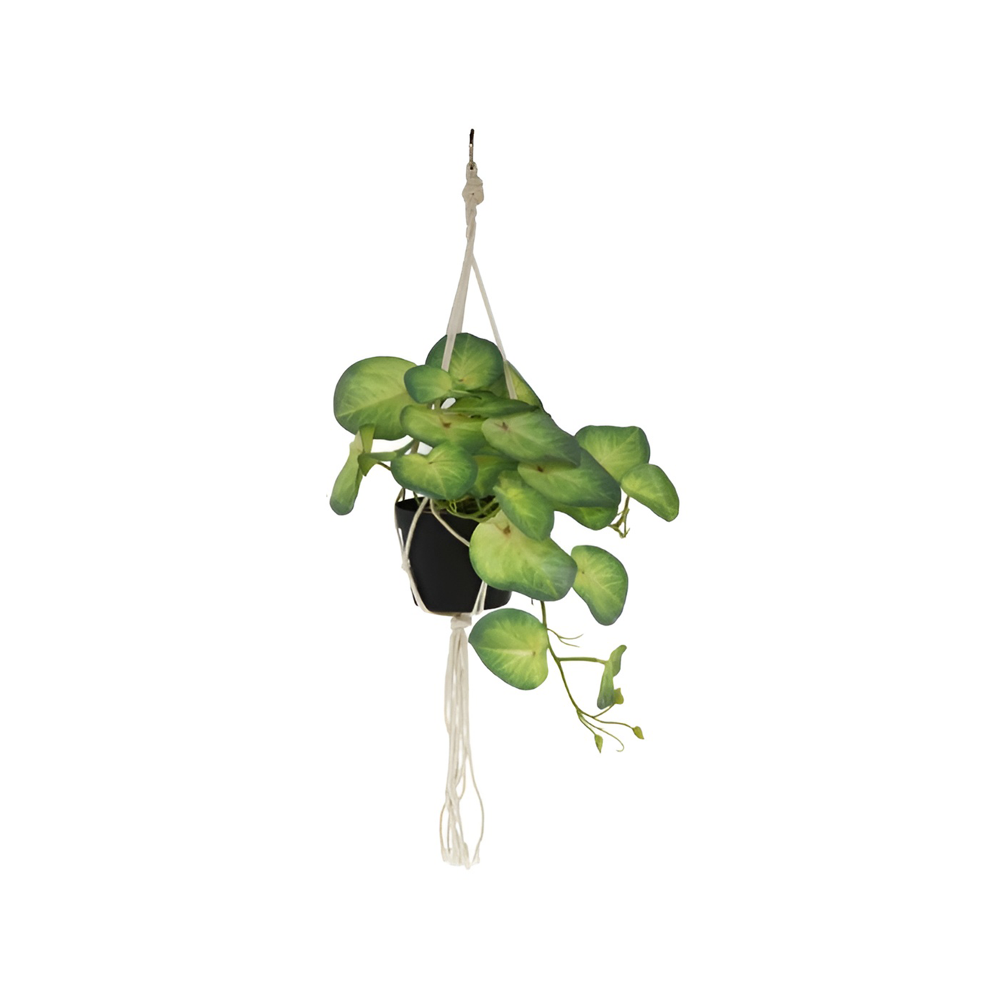 Hanging money Plant Pot