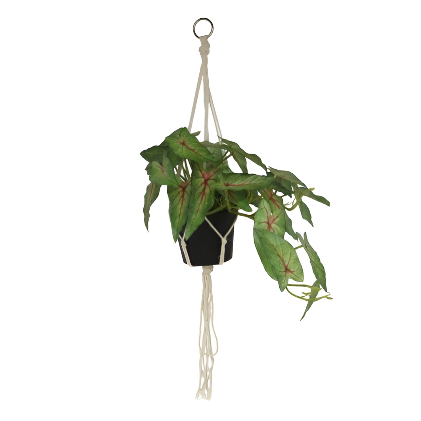 Caladium Hanging Pot - 68CM
