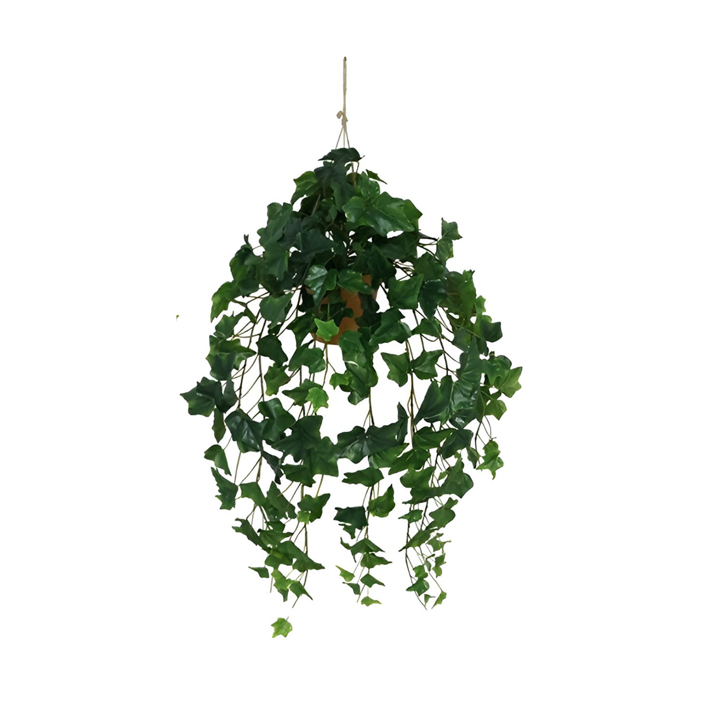 Decorative plant in a pot