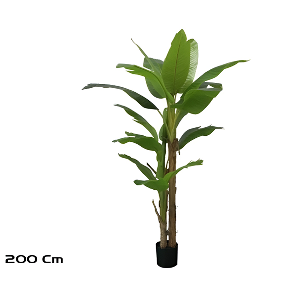 Banana Plant 200cm