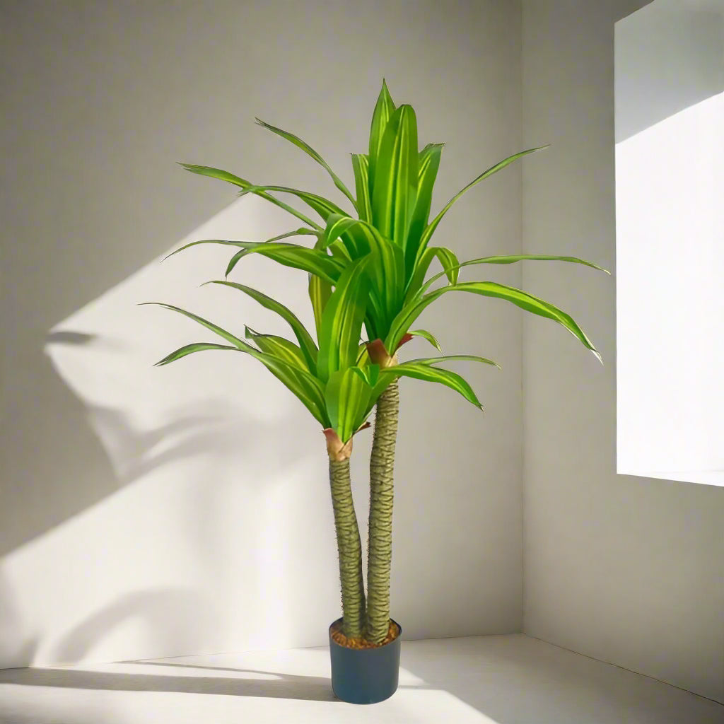 Dracaena Plant 130cm