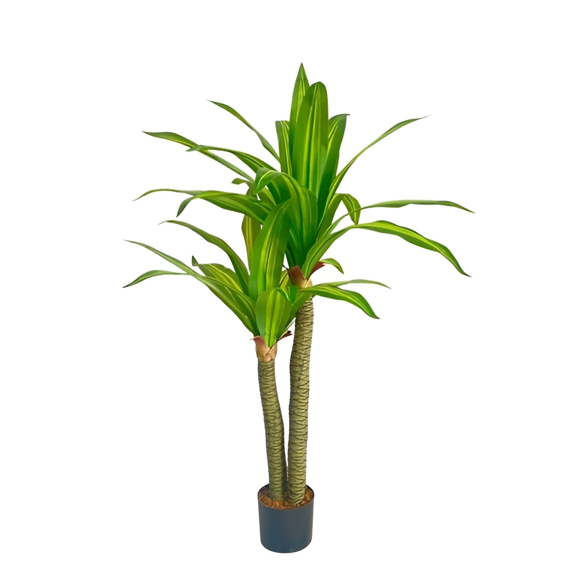 Dracaena Plant 130cm