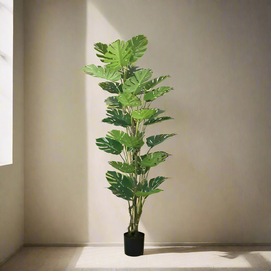 Monstera