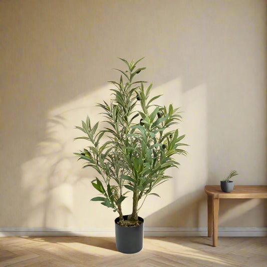 Olive tree 80cm