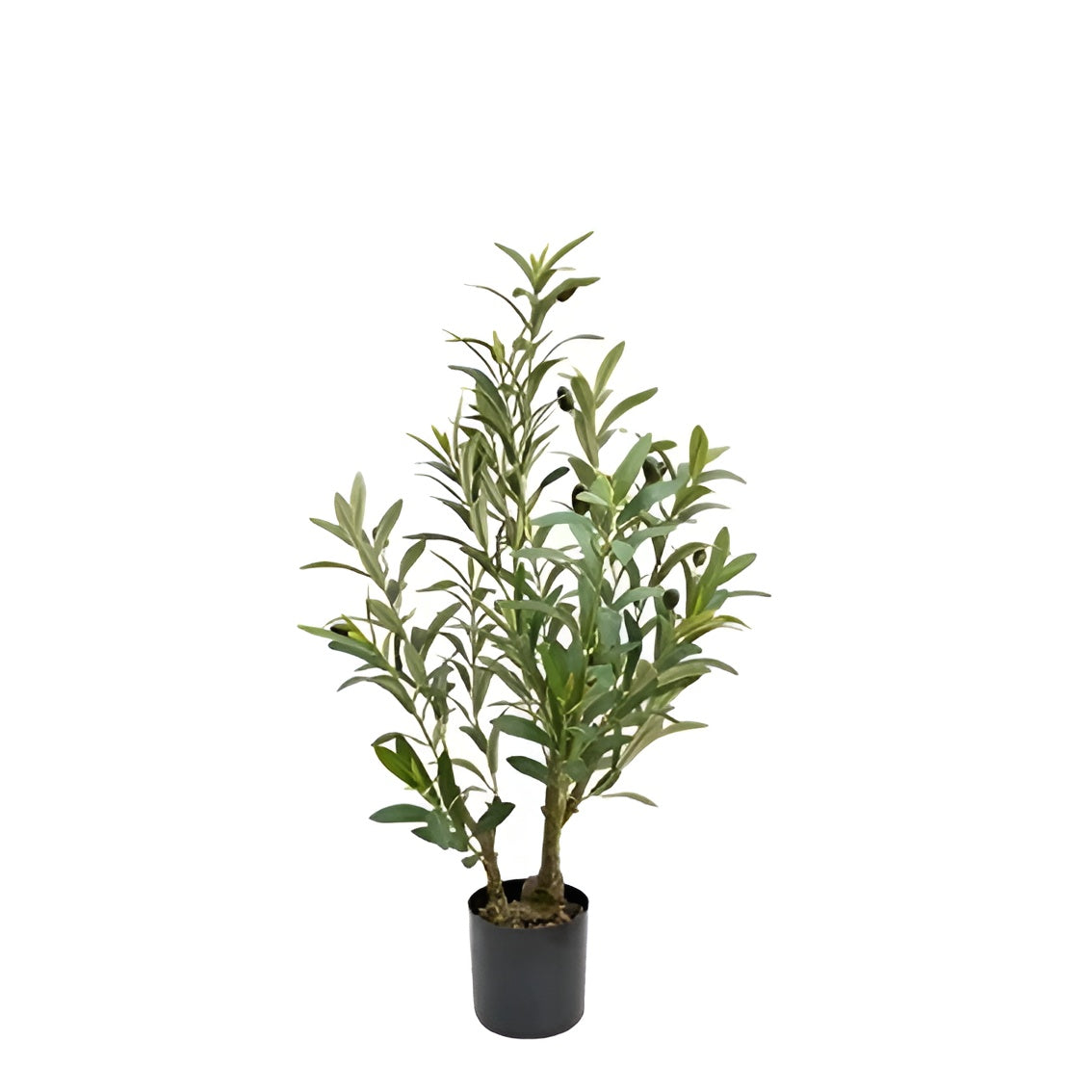 Olive tree 80cm