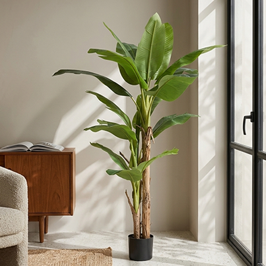 Banana Plant 200cm