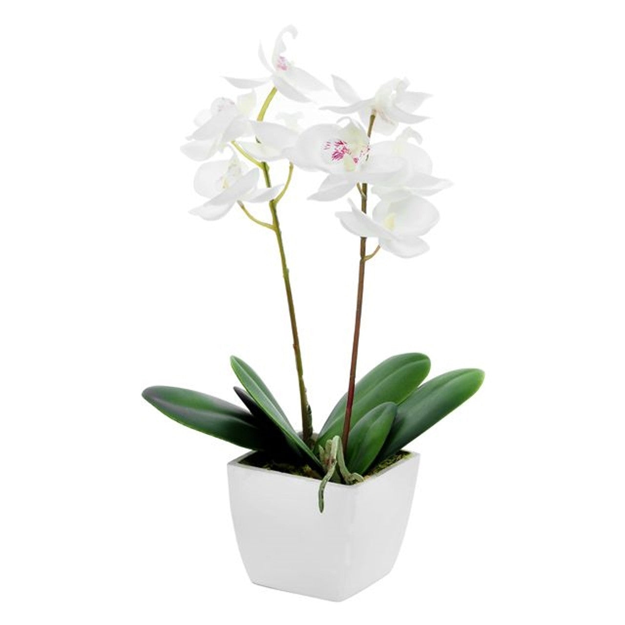 Potted Orchid 33cm