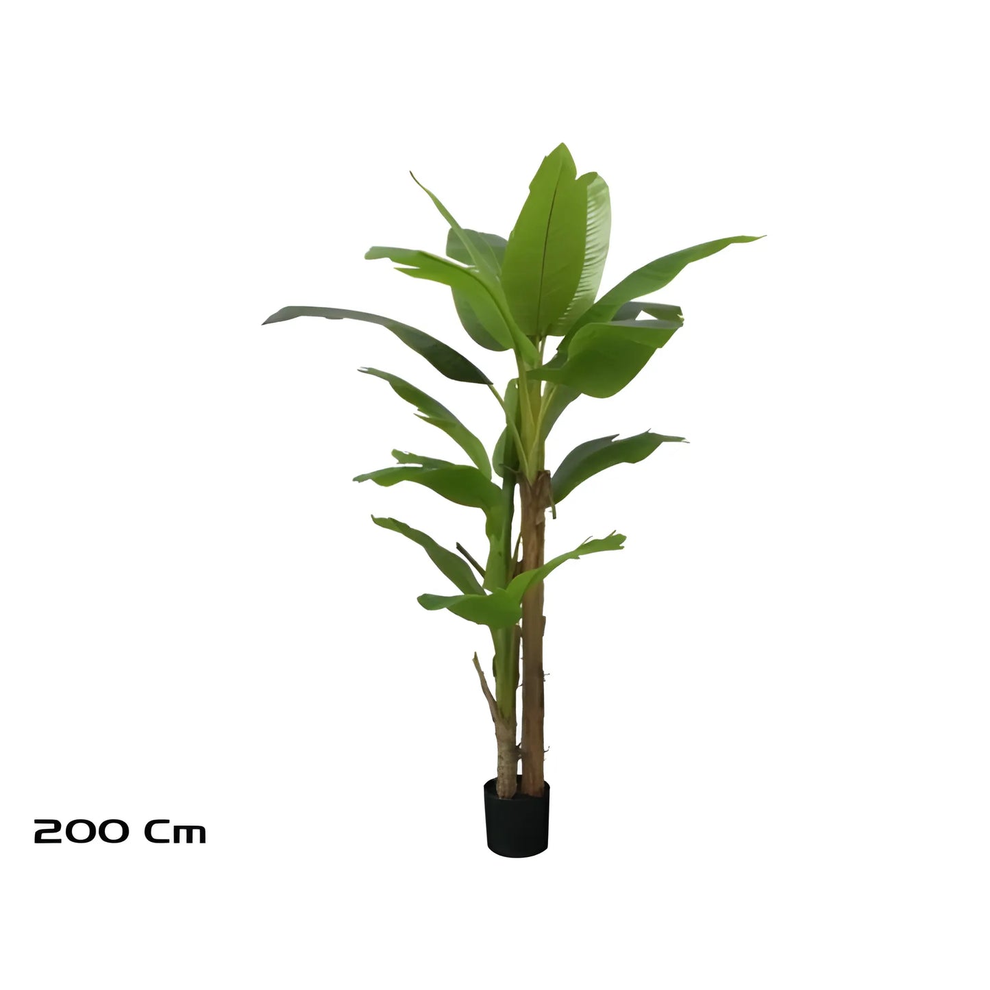 Banana Plant 200cm