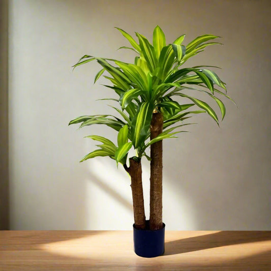 Dracaena tree 90cm