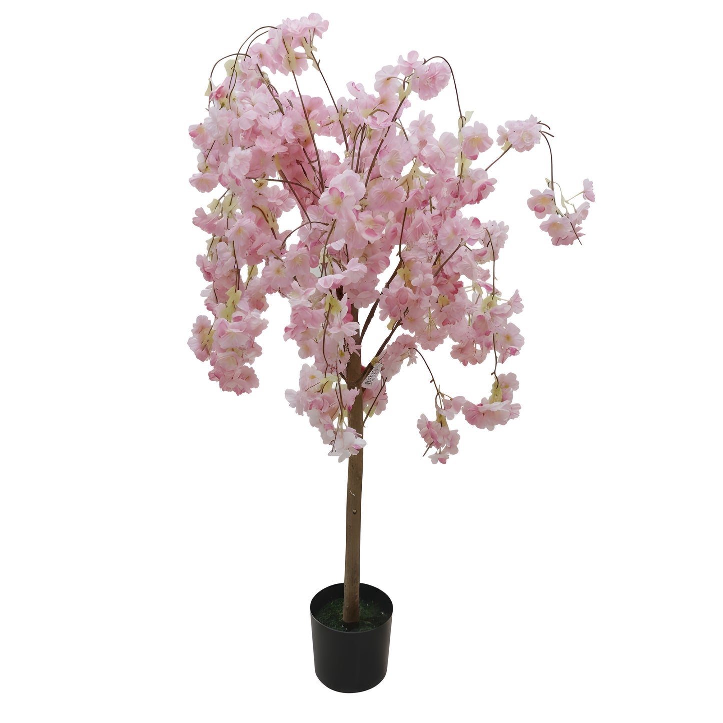 Almond Tree - 110cm