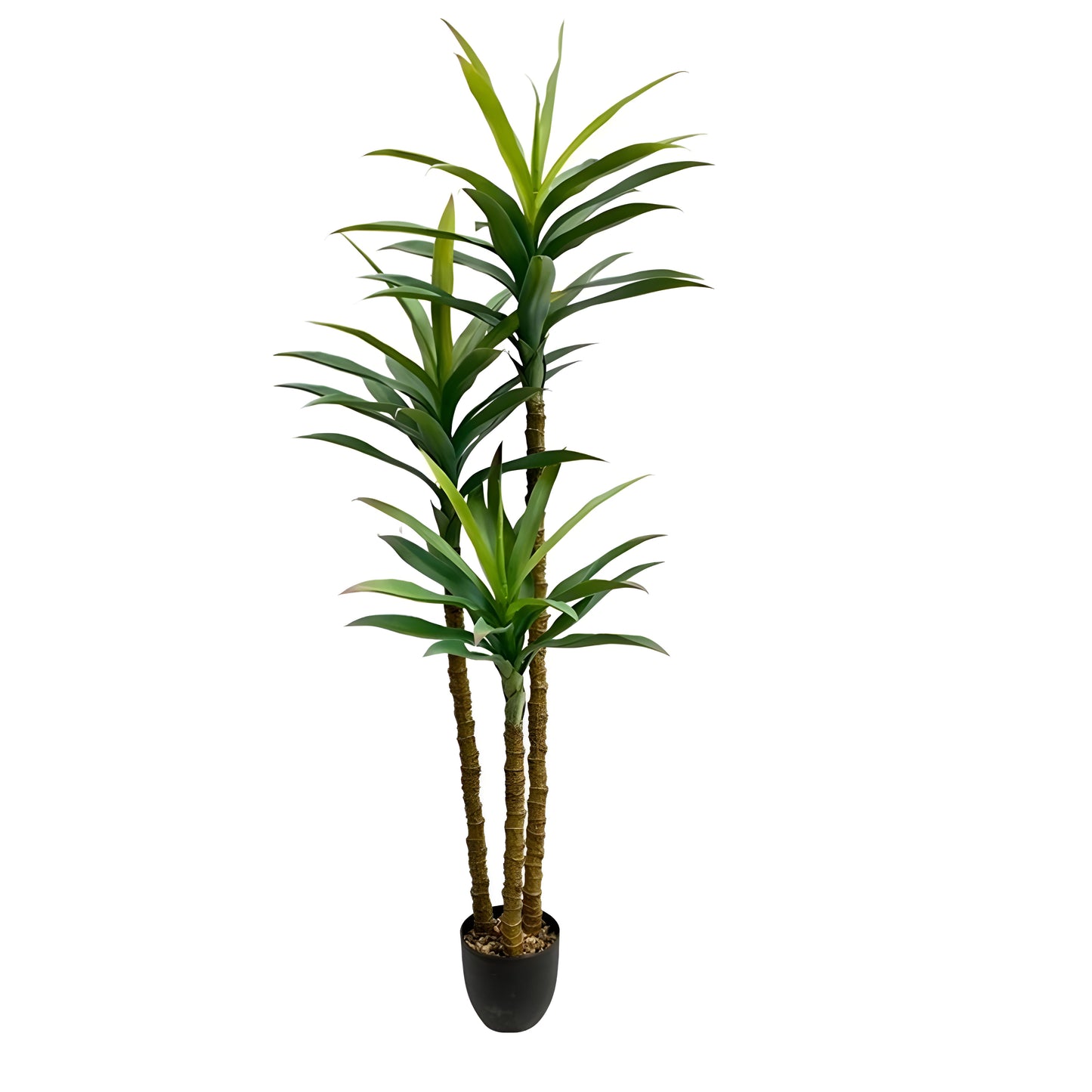 Yucca Plant X 3 - 163cm