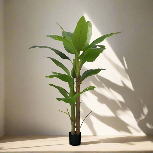 Banana Plant 200cm