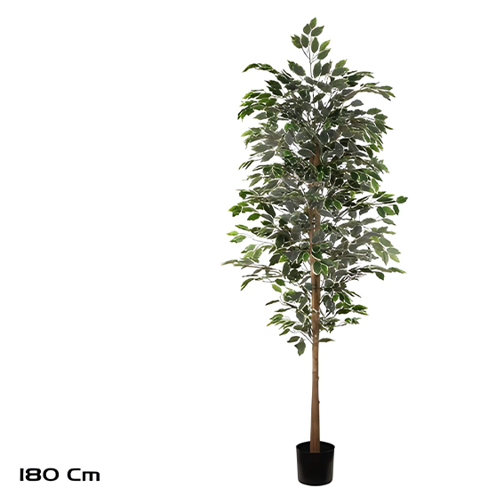 Ficus Tree 180cm