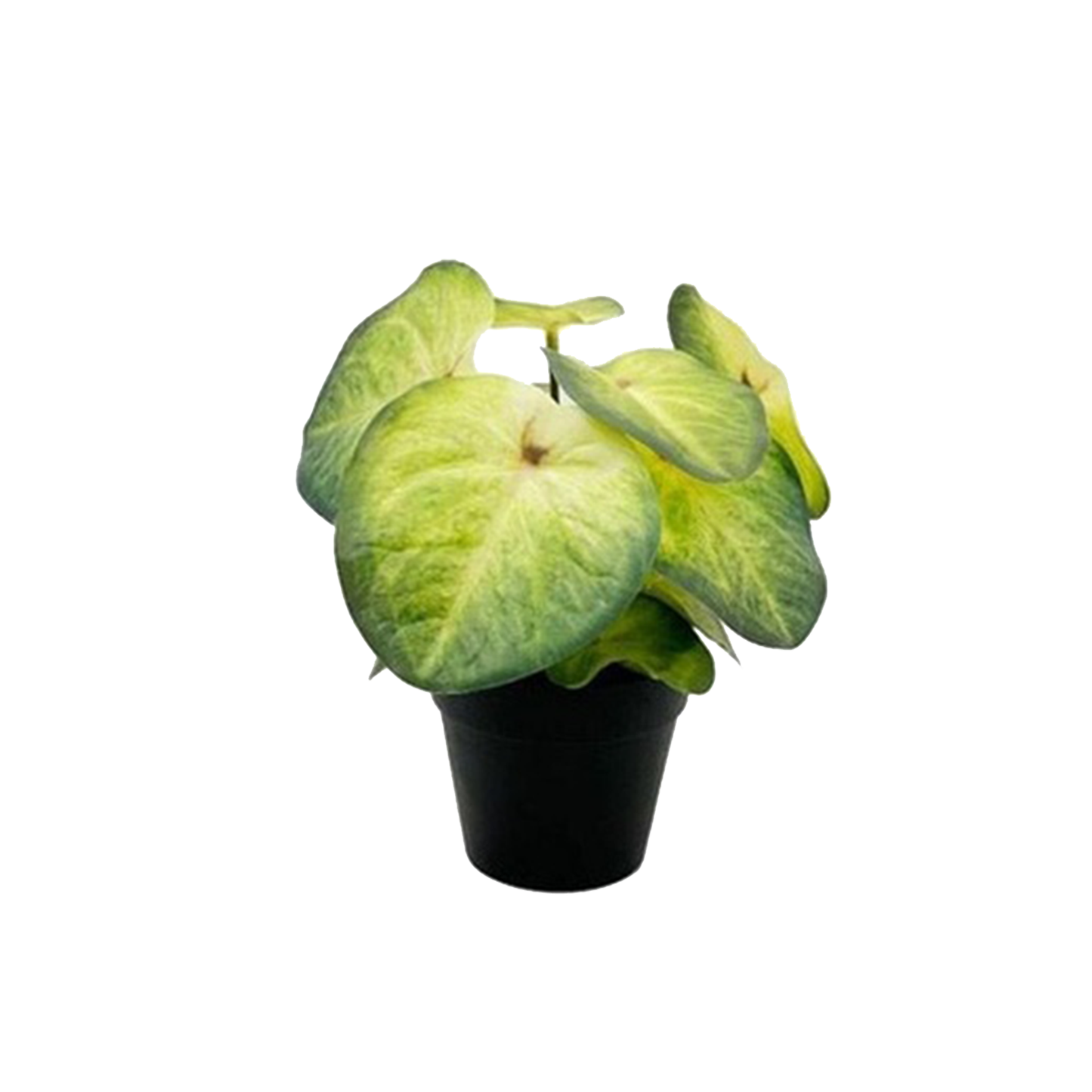 Decorative Arrowhead plants -19cm