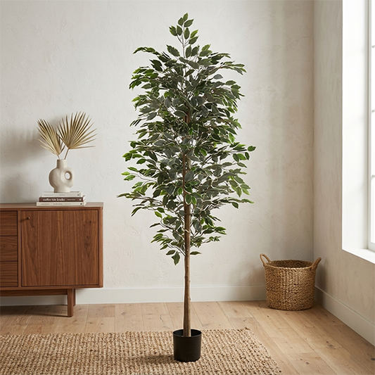 Ficus Tree 180cm