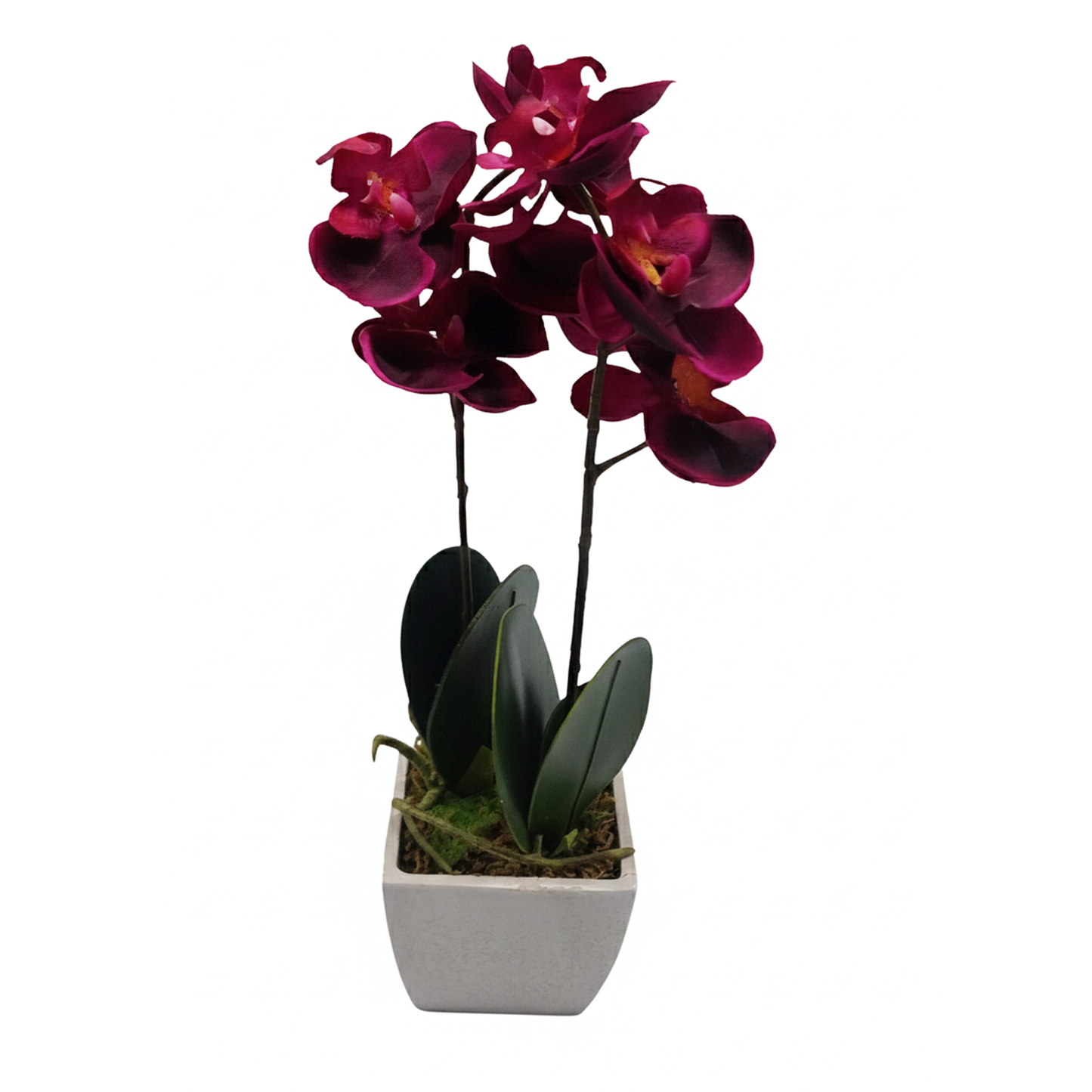 Potted Orchid